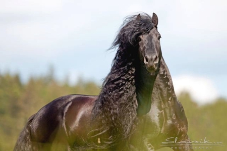  Strenght & Pride - horses, friesian, black, dutch