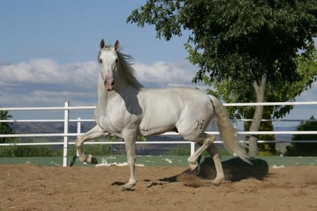 Proud Walk - spanish, grey, white, horses, andalusian