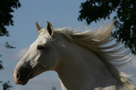 Andalusian Portrait - white, horses, spanish, grey, andalusian