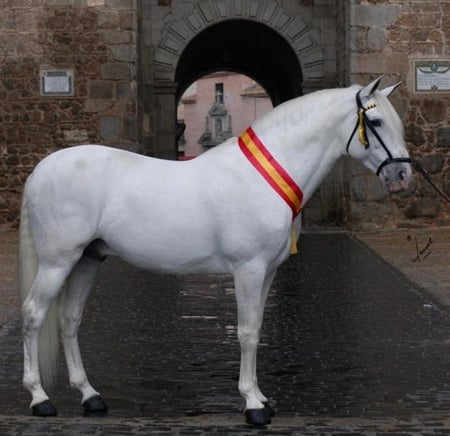 Spanish Pride - spanish, pre, white, horses, spain, andalusian