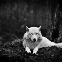 lone wolf