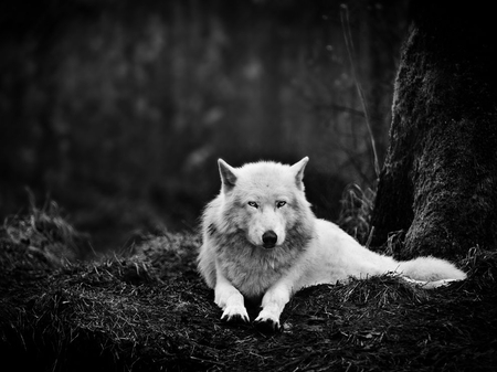 lone wolf - white, wolf, lone, white wolf