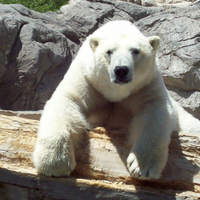 Polar Bear