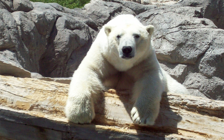 Polar Bear - white, bear, polar bear, log, rock, zoo