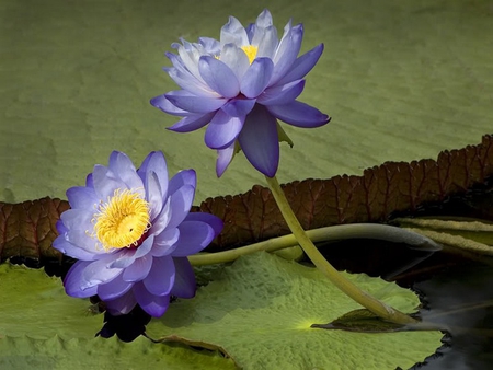 lotus - purple, lotus, pond, waterlily