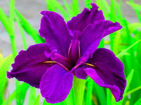 Purple beauty for Beth - purple, green, iris, flower, leaves