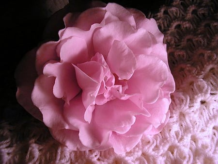 Pink frills - peony, frilly, flower, pink