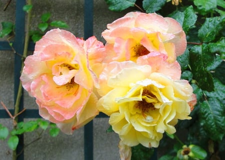 Spring trio for Cheryl - three, coral, peonies, yellow, pink, flowers