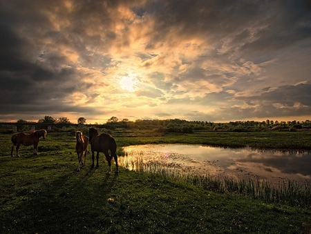 Getting aquainted - spotted, brown, grass, sunrise, reflection, sunrays, mane, sun beams, lake, clouds, house, tails, hill, beautiful, friend, horse, horses, animals