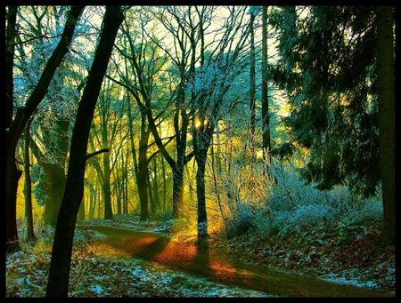 Morning in the Woods - calm, multicolor, magic, brown, scene, scenario, spring, pink, sunrays, widescreen, trail, land, trunks, landscapes, seasons, woods, hot, maroon, trial, sunshine, gold, colors, natural, colours, autumn, green, computer, shadows, gift, yellow, amazing, roots, magical, leaves, forests, red, view, pathway, early, sky, carpet, sunbeams, photoshop, morning, cool, dreams, colorful, black, lightness, bright, cold, sunny, scenery, brilliant, light, path, nice, way, beije, paysage, beauty, picture, paisage, nature, brightness, high definition, background, wallpaper, mystic, evening, photo, desktop, dawn, mist, grove, hd, golden, branches, trees, image, beautiful, photography, orange, pc, paisagem, cenario, afternoon, awesome, cena, panorama, multi-coloured, leaf, day