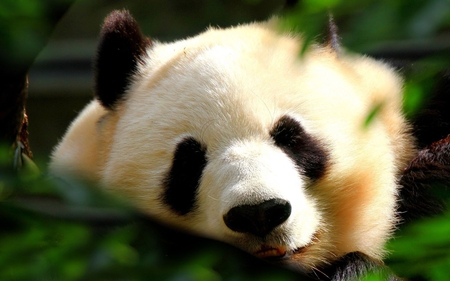 panda face - face, animal, cute, black, soft, sleep, white, bear, photography, panda, green