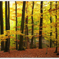 Autumn in the Beech Forest