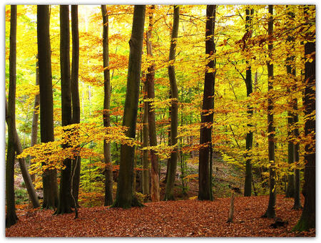 Autumn in the Beech Forest - autumn, trees, forest, leaves, golden