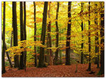 Autumn in the Beech Forest