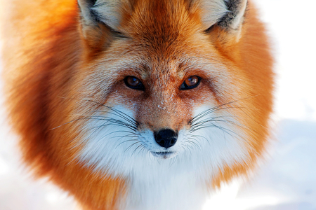 Red fox - animal, mammal, wildlife, red fox