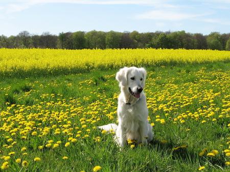 Dog in a flower field - nature, dog, field, loyal, friend, flower