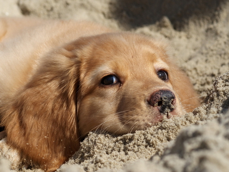 Dog - nature, dog, loyal, friend, sand