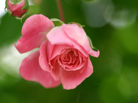 Pink rose - nature, pink, rosebud, rose, flower