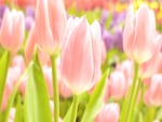 Pink tulips