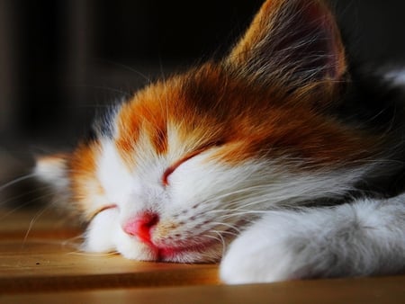 Sleeping cat - animal, kitten, cat, dream, feline, sleep