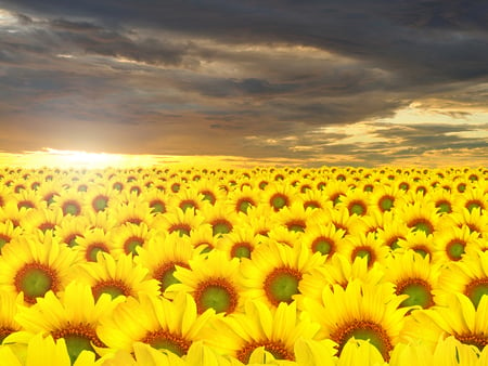 Golden field - sunflower, nature, yellow, field, flower, sky