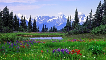 Flower field - lavender, pond, field, flower, mountain, tree