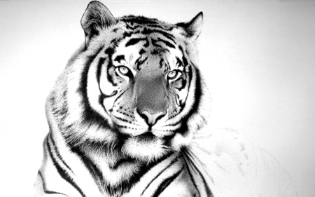 Black and White Photography - animal, photography, cats, black and white, tigers