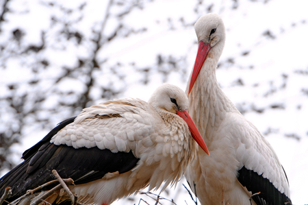 Storks - storks, family, animals, birds