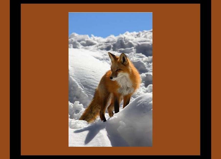 Fox in the Snow - snow, winter, animal, fox