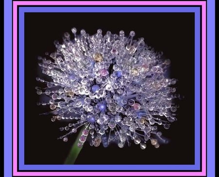 Dewdrop Dandelion - flowers, dandelion, dewdrops, flower