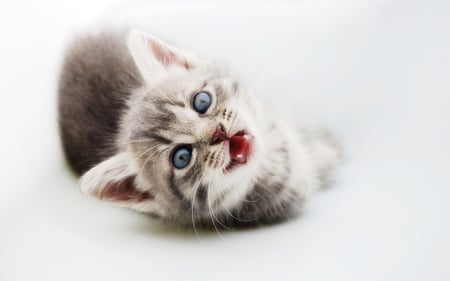 Meow - meow, kitten, beautiful, cute, cats, adorable, animals, kitty