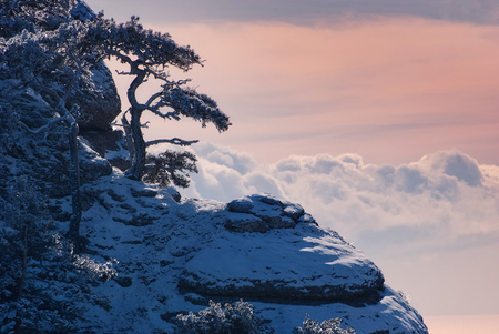 Winter above the Clouds - clouds, trees, cold, snow, rocks, sky