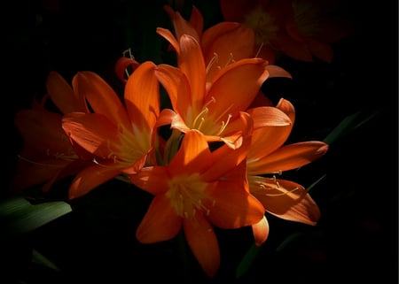 Standing out from the Rest - yellow, petals, beautiful, leaves, orange