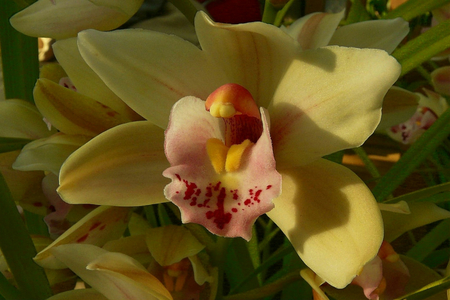 True Beauty - stunning, pretty, yellow, beautiful, orchids, petals, pink