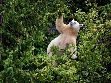 Bear on Tree - on tree, picture, cool, bear