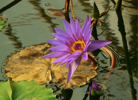 Welcoming the Day - purple, pretty, water, beautiful, water lily, yellow, lily pads, lilac