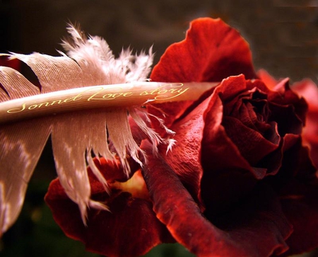 A Sonnet for my Love - quill, love, romantic, pink, red, feather, words, rose