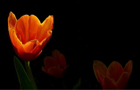 The Trio - glow, tulips, orange, petals, leaves