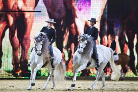 Andalusian Show - spanish, grey, horses, show, andalusian