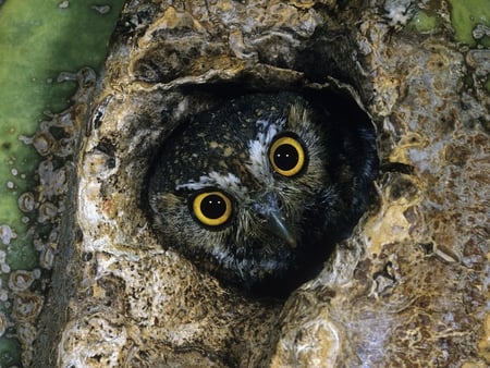 Owl in Tree-Hole - owl, tree-hole, picture, cool