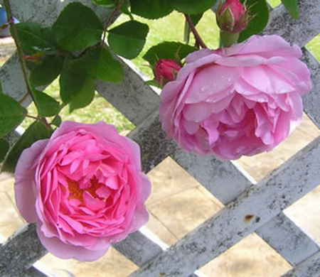 CONSTANCE SPRY ROSE - flowers, rose, pink, beautiful