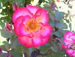 BETTY BOOP ROSE