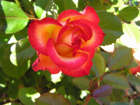 BETTY BOOP ROSE - rose, yellow, red, beautiful