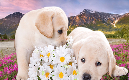 puppys - nature, love, puppy, dogs, floer