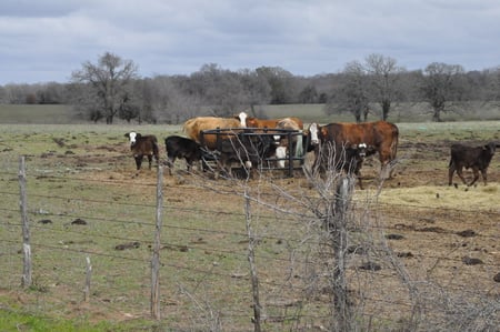 Texas Cows eating on a rainy day. - cows eating, texas cows, ranch cows, cows