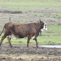 Texas cow walking in the mud during the rain.