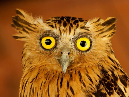 Owl - picture, owl, cool, beautiful