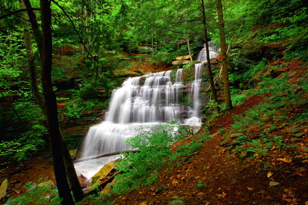 Forest water cascaded - fall, cascades, trees, nature, waterfall, summer, beautiful, green