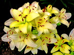 Yellow flowers