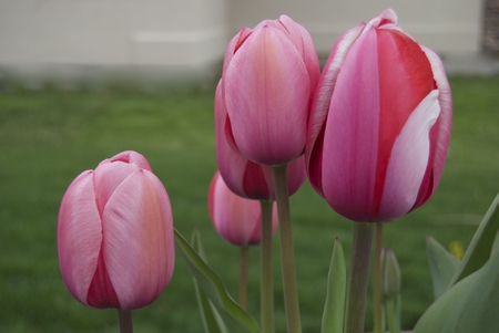 New beginnings - beautiful, spring, pink, precious, flowers, wonderful, fresh, tulips, nature, gorgeous, green, garden, atmosphere, new